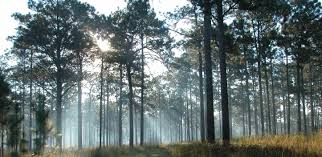 longleafpine-200422-img3