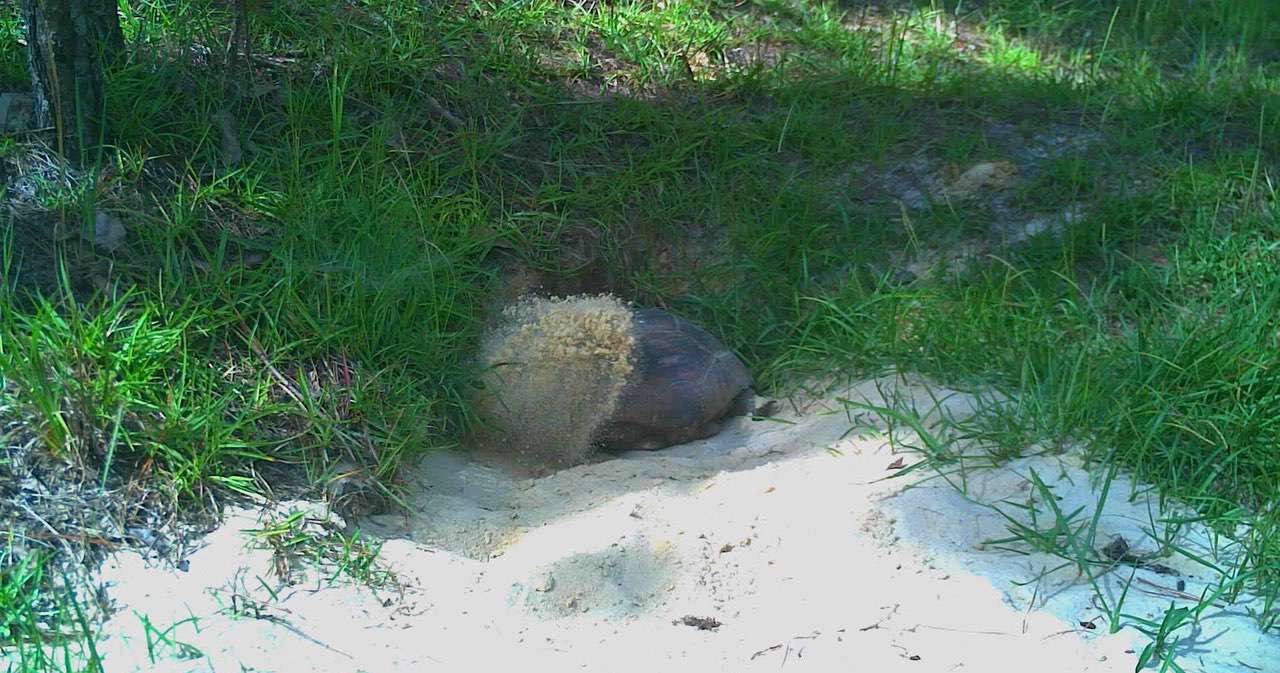 Gus digging out his burrow.