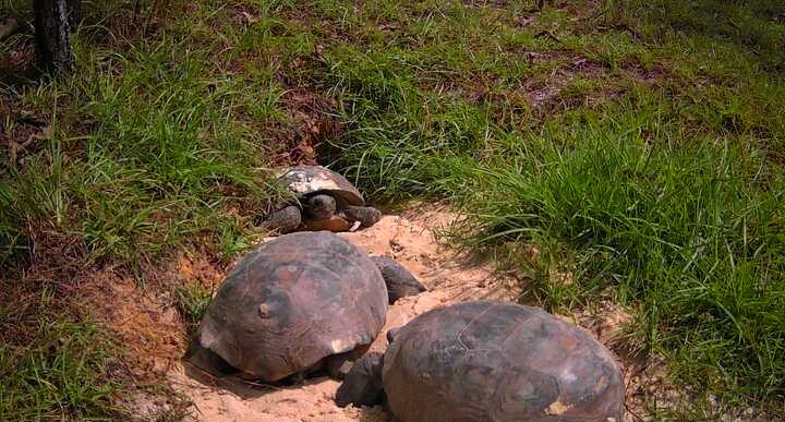 Three gopher tortoises at the entrance of a burrow.
