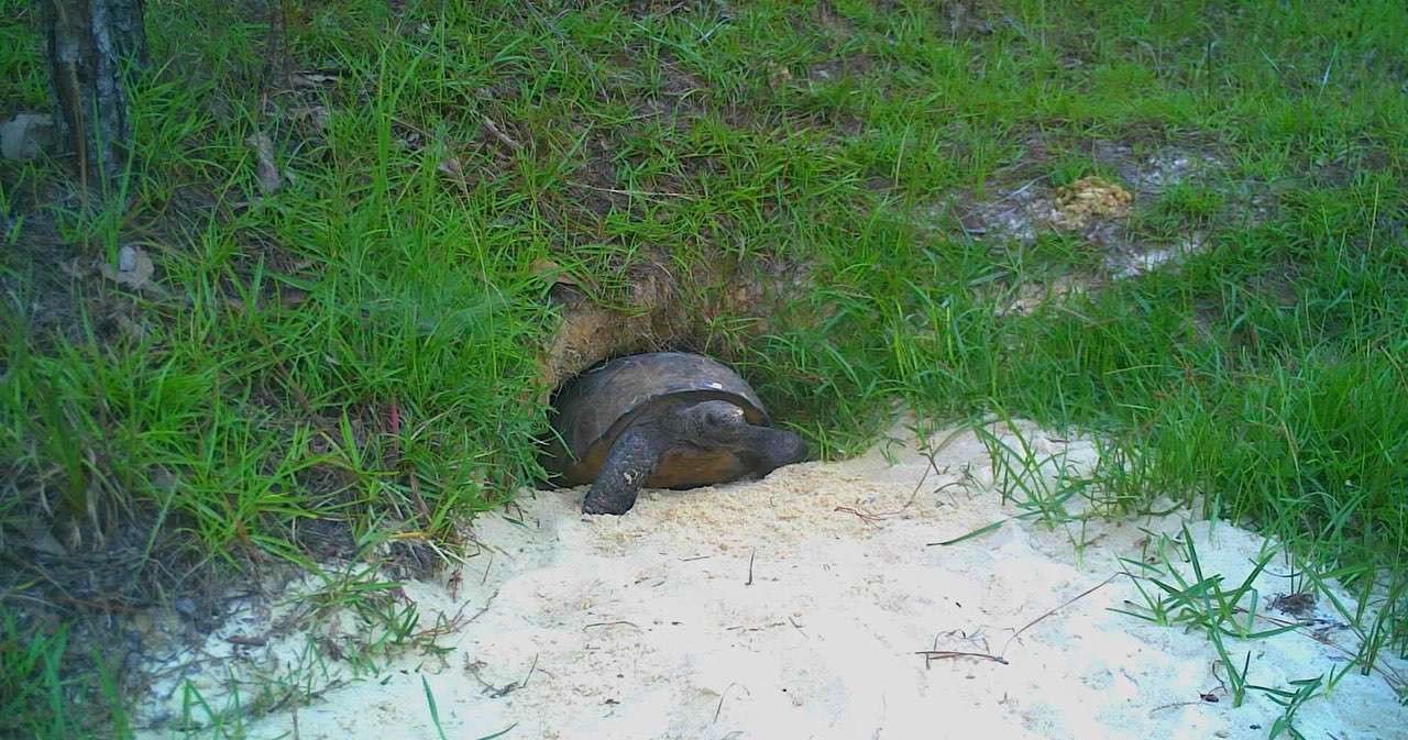 Gus peaking out to check the weather.