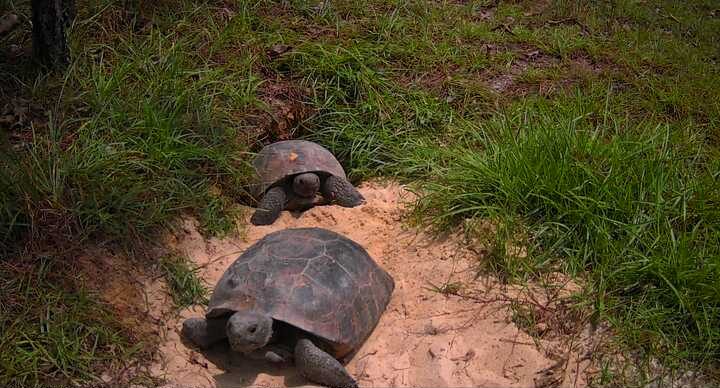 Two gopher tortoises exit a burrow.