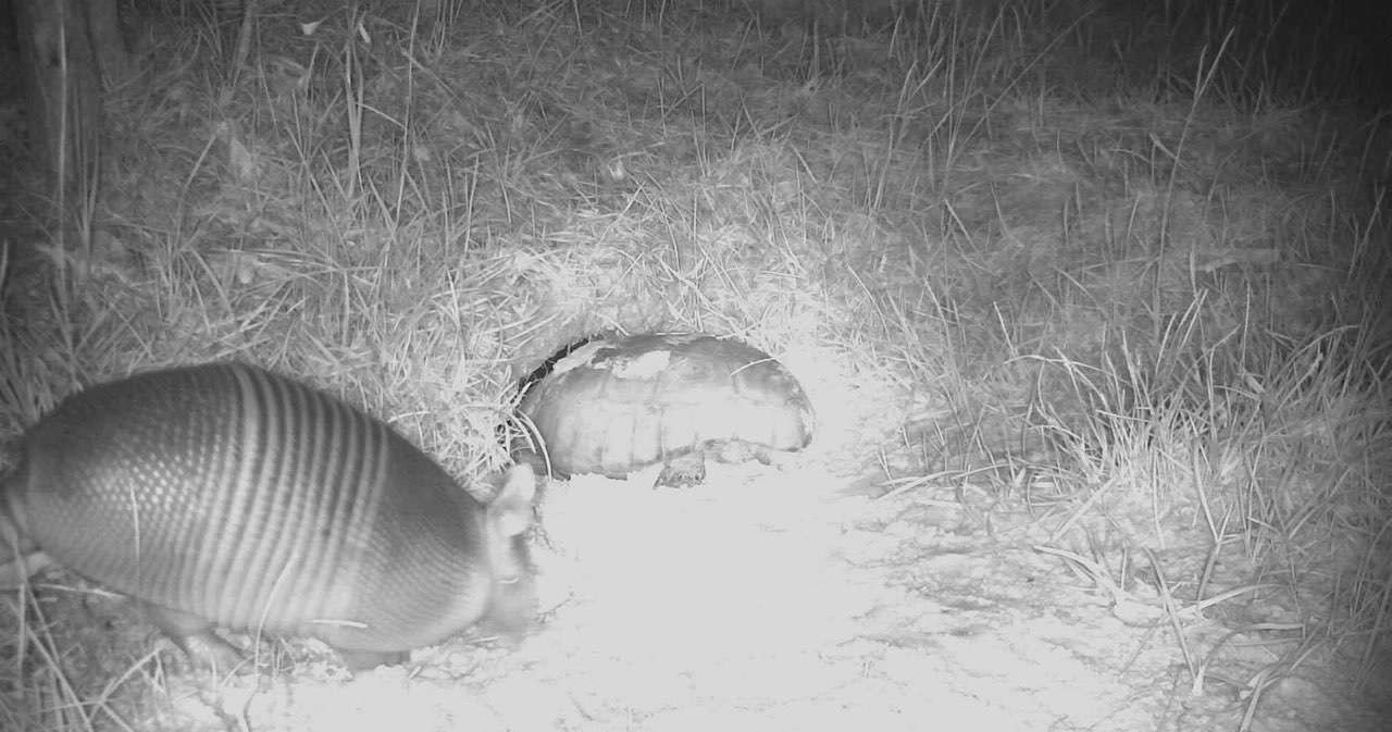 Gus's friends passing by to say hello.