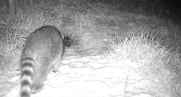 Raccoon enters a gopher tortoise burrow.