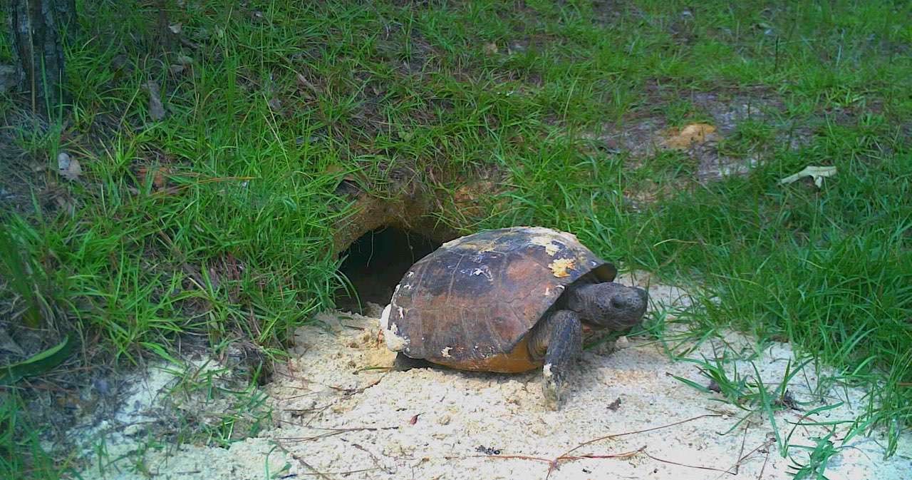 Gus outside his burrow.
