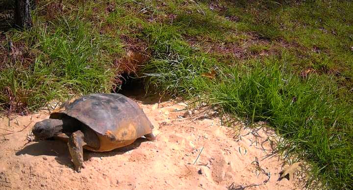 Gopher tortoise exits a burrow