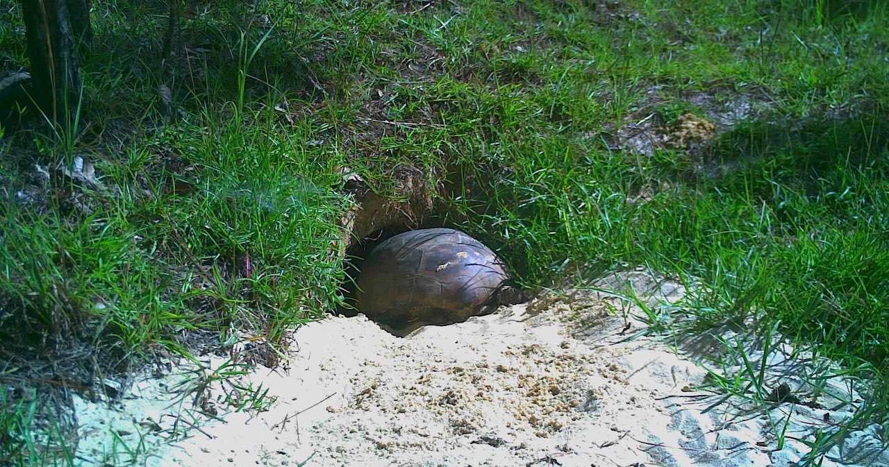 Gus walking into his burrow.