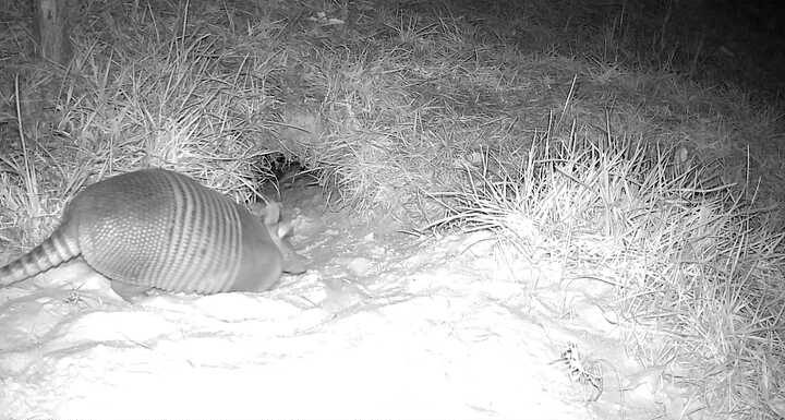 Armadillo enters a gopher tortoise burrow