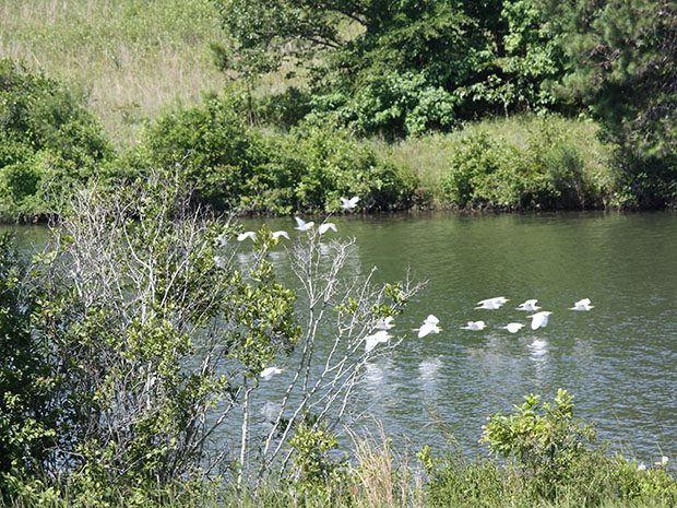 birds flying over water