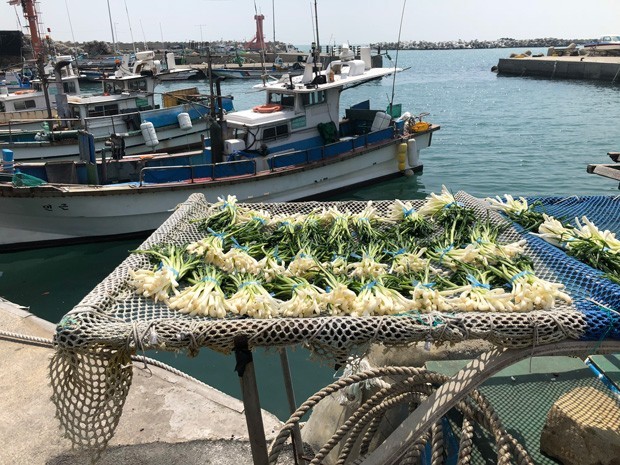 Green onions 