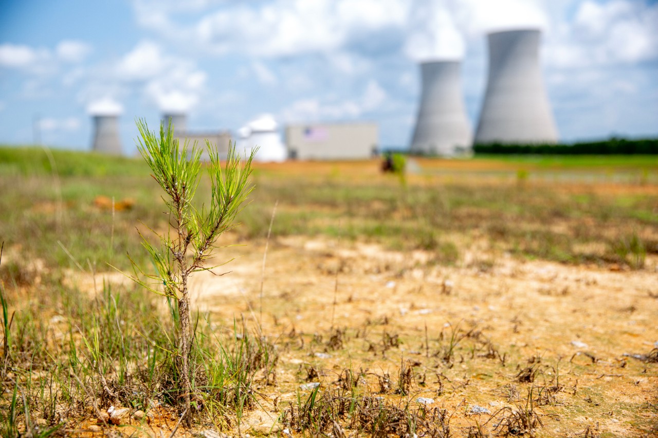 A young pine sapling grows in dry soil with the blurred silhouette of the Vogtle power plant and cooling towers visible in the distance.